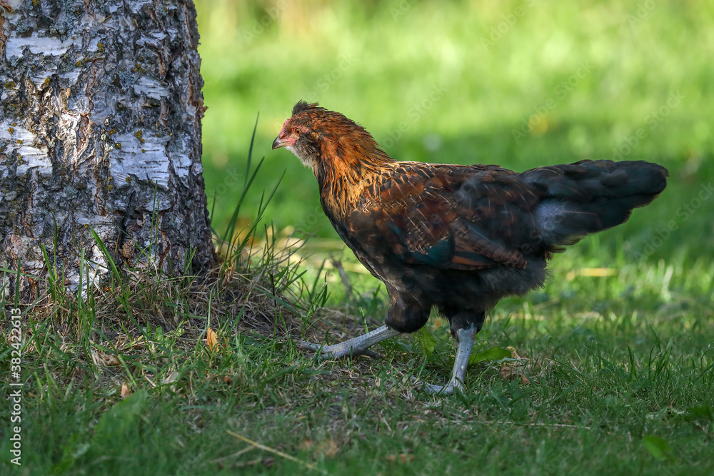 Fototapeta premium a young cock in its habitat