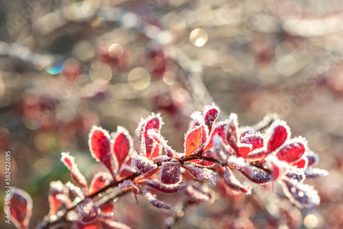 Colorful berberry bush branch with small red leaves covered with white shining hoarfrost on blurred background in winter forest in early sunny morning closeup