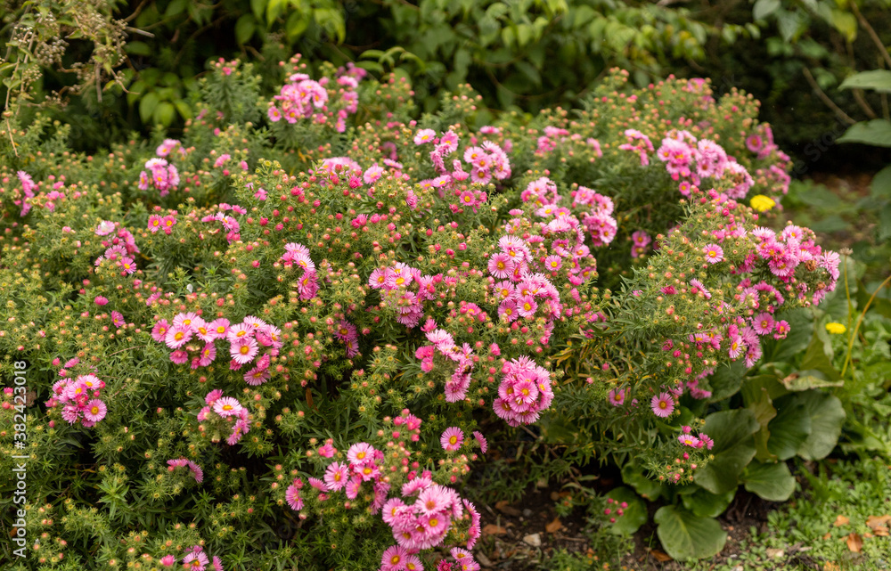 pink flowers in a garden