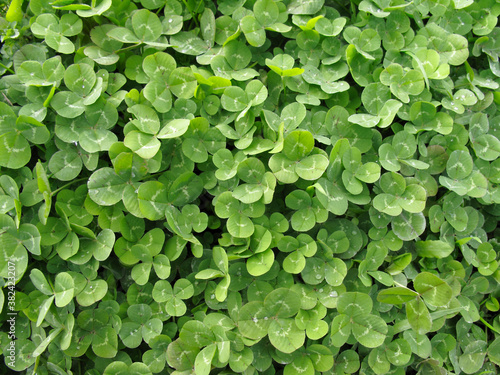 Wallpaper Mural 雑草 Torontodigital.ca