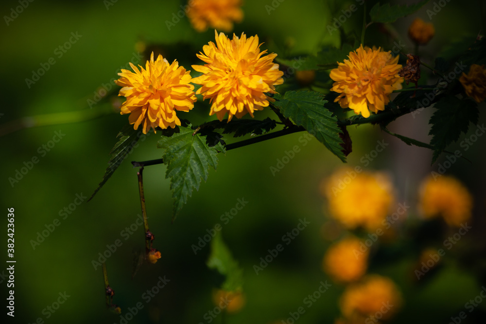 Spring yellow flowers on a green background Spring yellow flowers on a green background