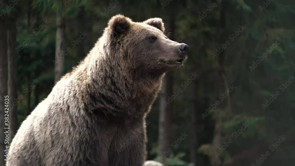 Animal`s Portrait of big Serious Powerful Brown Bear in Wild Nature. Life in Forest, Home of Dangerous Animals, Freedom, Flora, and Fauna. Wild Free Life Hight in the Mountains. Animal`s Portrait of big Serious Powerful Brown Bear in Wild Nature. Life in Forest, Home of Dangerous Animals, Freedom, Flora, and Fauna. Wild Free Life Hight in the Mountains.