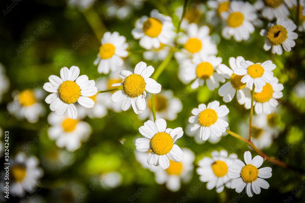 Mutterkraut, Tanacetum parthenium, Korbblütler, Asteraceae, Heilpflanze