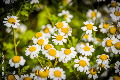 Mutterkraut, Tanacetum parthenium, Korbblütler, Asteraceae, Heilpflanze, Blüten, Sommer, Bauerngarten, Garten, Bio-Garten, Heilmittel, Basel, Baselland, Nordwestschweiz, Schweiz photo