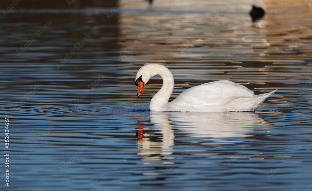 Fototapeta premium A Mute Swan (cygnus olor) in the Ziegeleipark, Heilbronn, Germany
