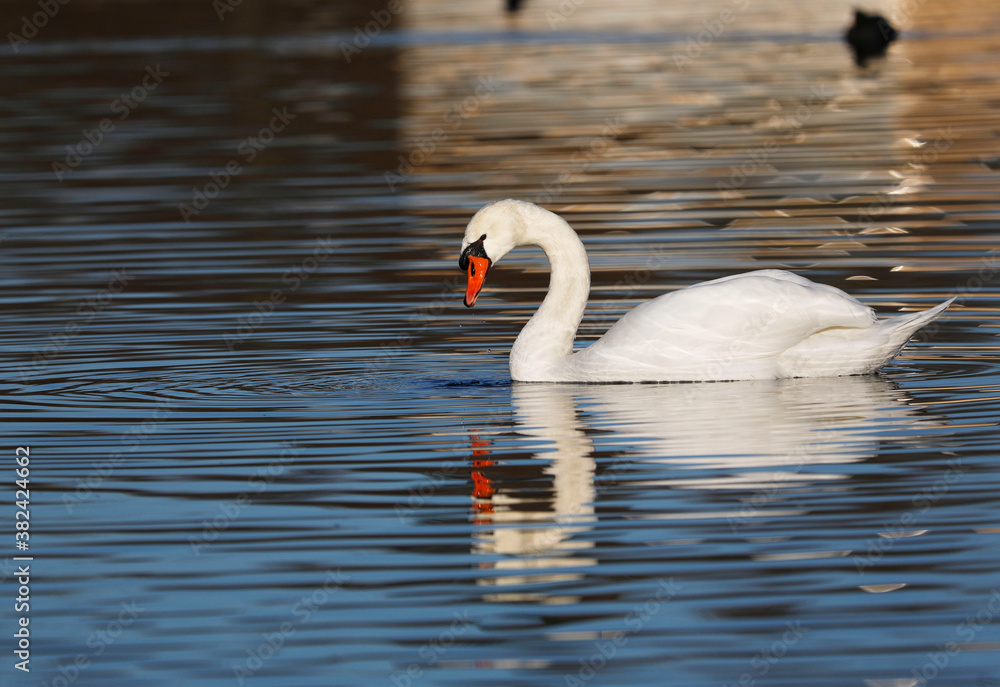 Fototapeta premium A Mute Swan (cygnus olor) in the Ziegeleipark, Heilbronn, Germany