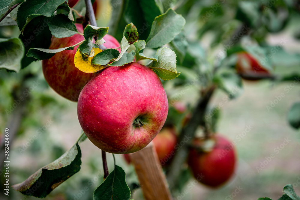Tree with red apples in autumn. Tree with red apples in autumn.
