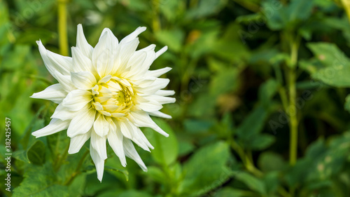 Dahlia White Star flower (semi-cactus dahlia tuber) in garden with natural blurred background.