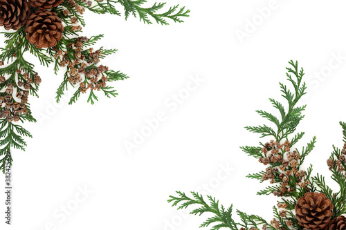 Winter greenery with natural flora & fauna of holly, ivy, mistletoe, cedar  cypress, spruce fir, yew & pine cones. Nature study composition. Flat lay  Stock Photo - Alamy