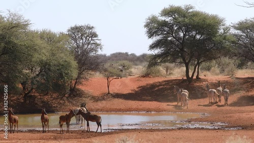 Plains zebras and tsessebe antelopes at a waterhole, Mokala National Park, South Africa