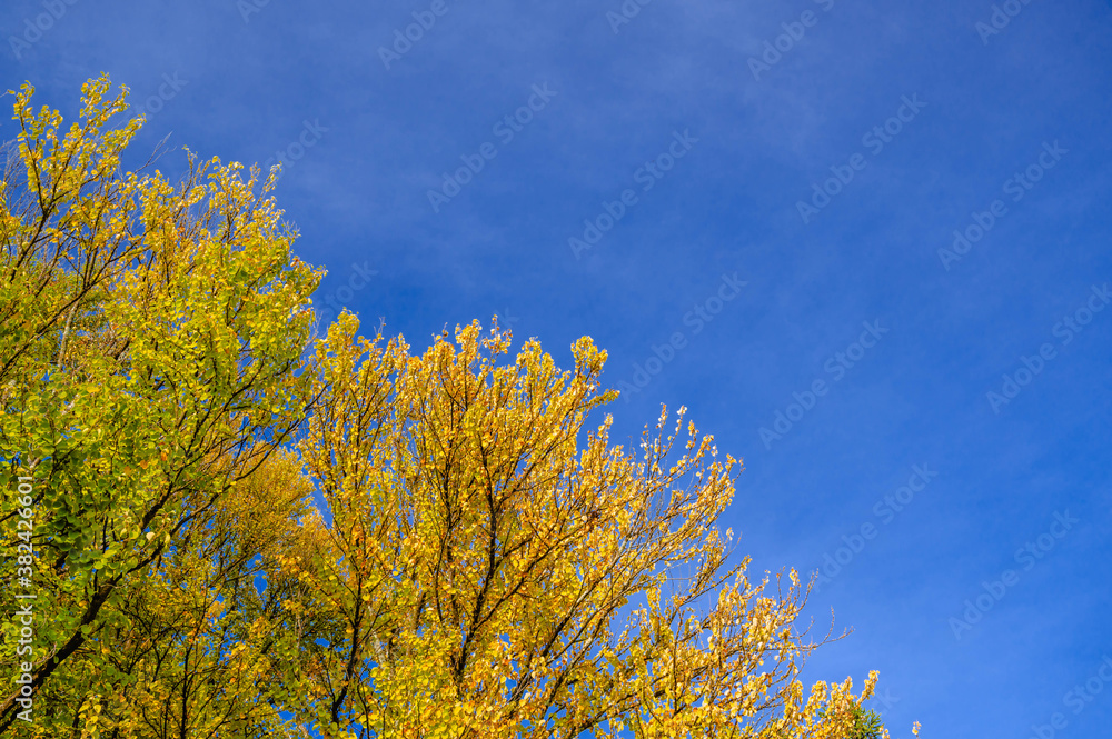 Fototapeta premium かつらの木の紅葉