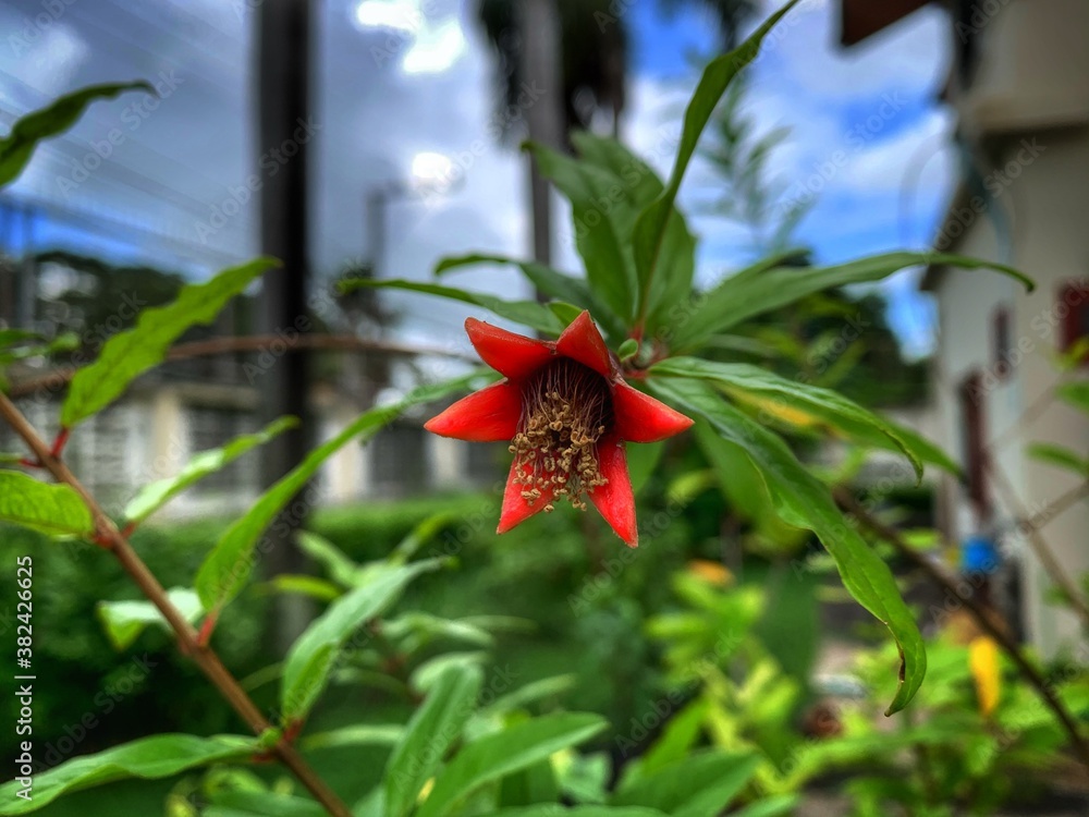 red and yellow flower red and yellow flower