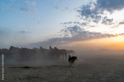 Wild horses run in foggy at sunset. Wild horses are running in dust. Near Hormetci Village, between Cappadocia and Kayseri, Turkey