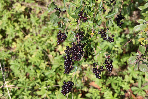 Black berries ripen on bushes in the forest
