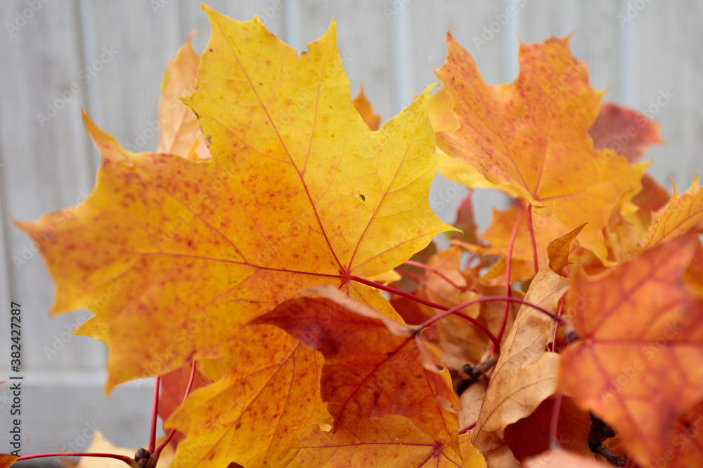 Fototapeta premium Maple leaves close-up on a wooden background.