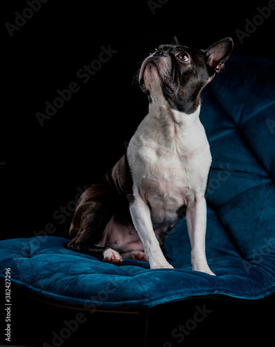 Boston Terrier photo