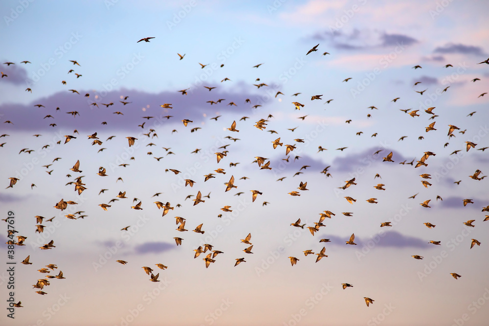 Obraz premium Abstract nature. Flying blur birds. Blue sky background. 
