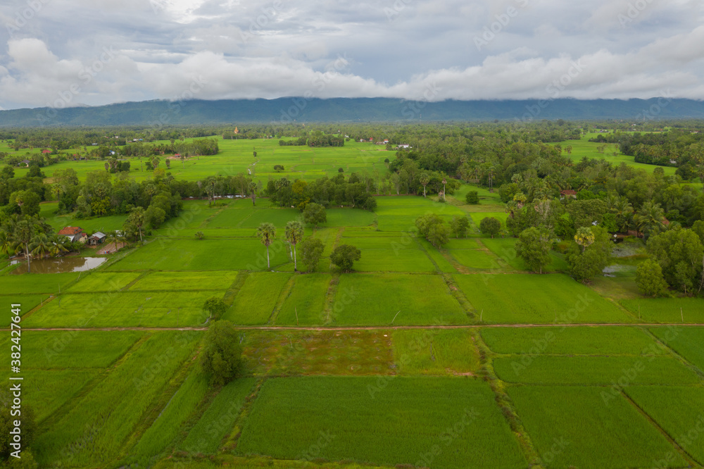 Naklejka premium beautiful but unfocussed green grass after rain with dark cloudy sky green ricefield isolated in the island pangandaran . Scenic view of green ricefields in the Cambodia