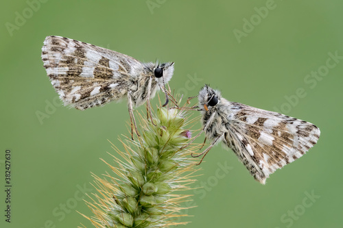 Butterflies perched on ear 
