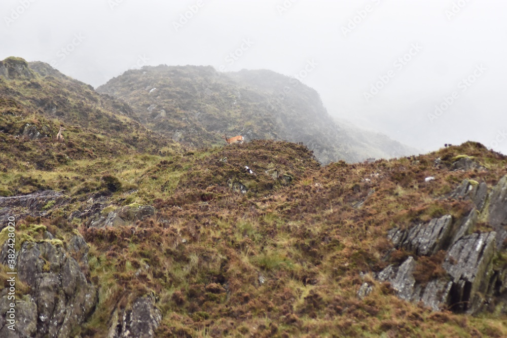 Fototapeta premium Mountain Sheep in Wicklow, Ireland
