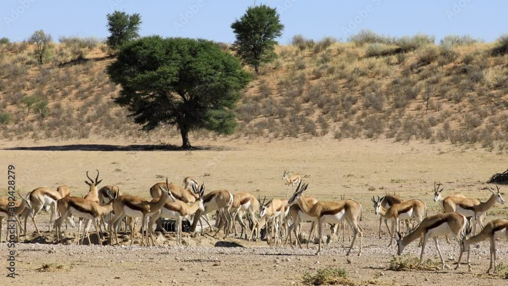 Herd of springbok antelopes (Antidorcas marsupialis) at a waterhole, Kalahari desert, South Africa Herd of springbok antelopes (Antidorcas marsupialis) at a waterhole, Kalahari desert, South Africa