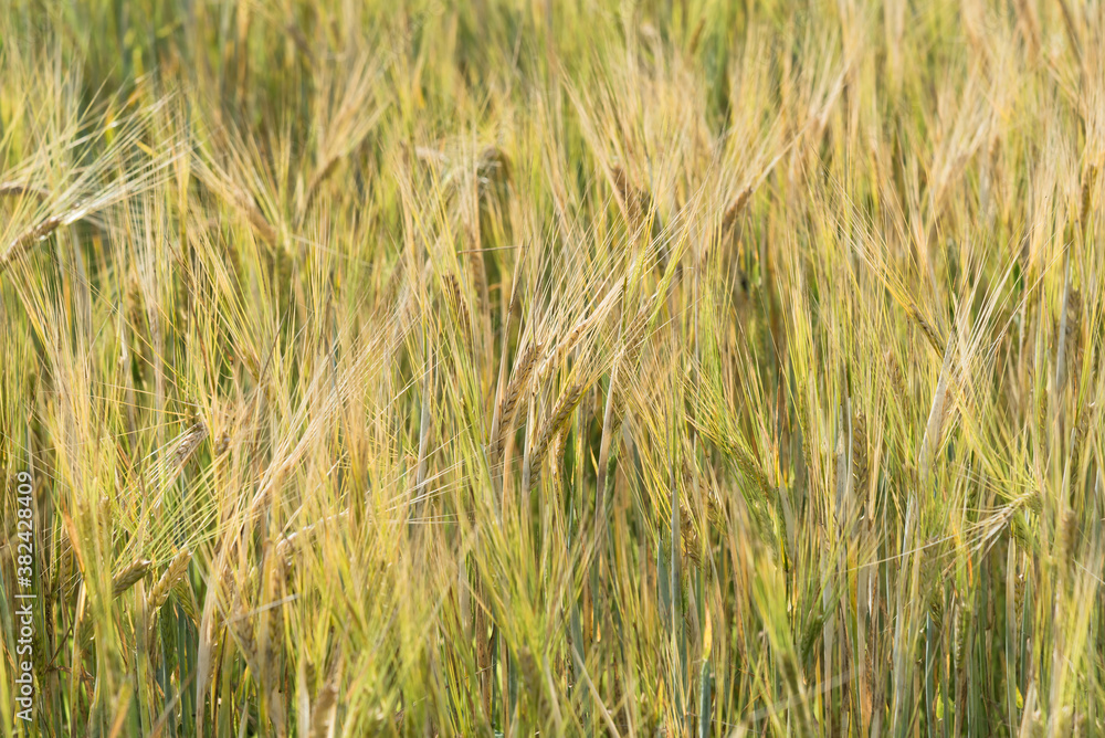 Numerous wonderful wheat plants with spikelets and green leaves ripening on large field at farmland at bright sunlight on nice summer day extreme close view. Numerous wonderful wheat plants with spikelets and green leaves ripening on large field at farmland at bright sunlight on nice summer day extreme close view.
