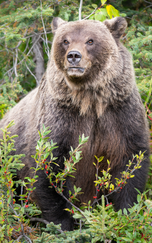Obraz premium Grizzly bear in the wild