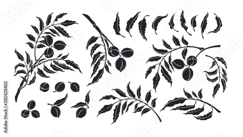 Pecan set Vector silhouette Botanical illustration