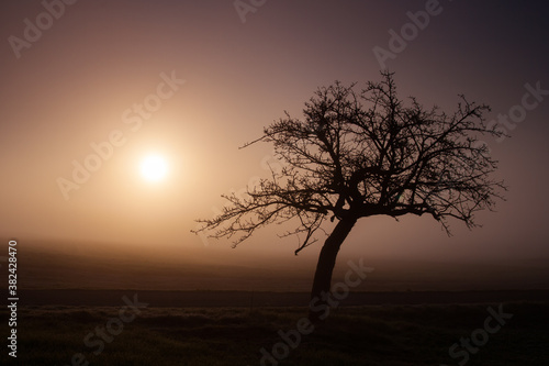 tree silhouette in foggy morning, sunrise in autumn, czech republic