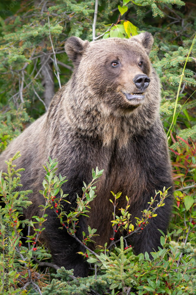 Fototapeta premium Grizzly bear in the wild