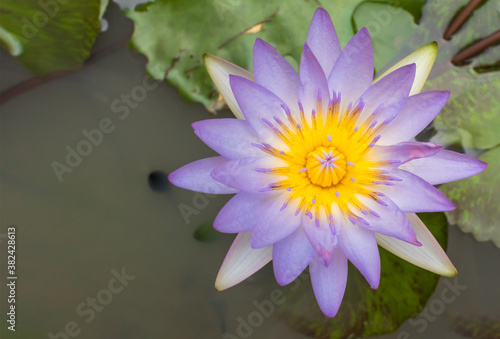 Beautiful white water lily or lotus flower in pond.
