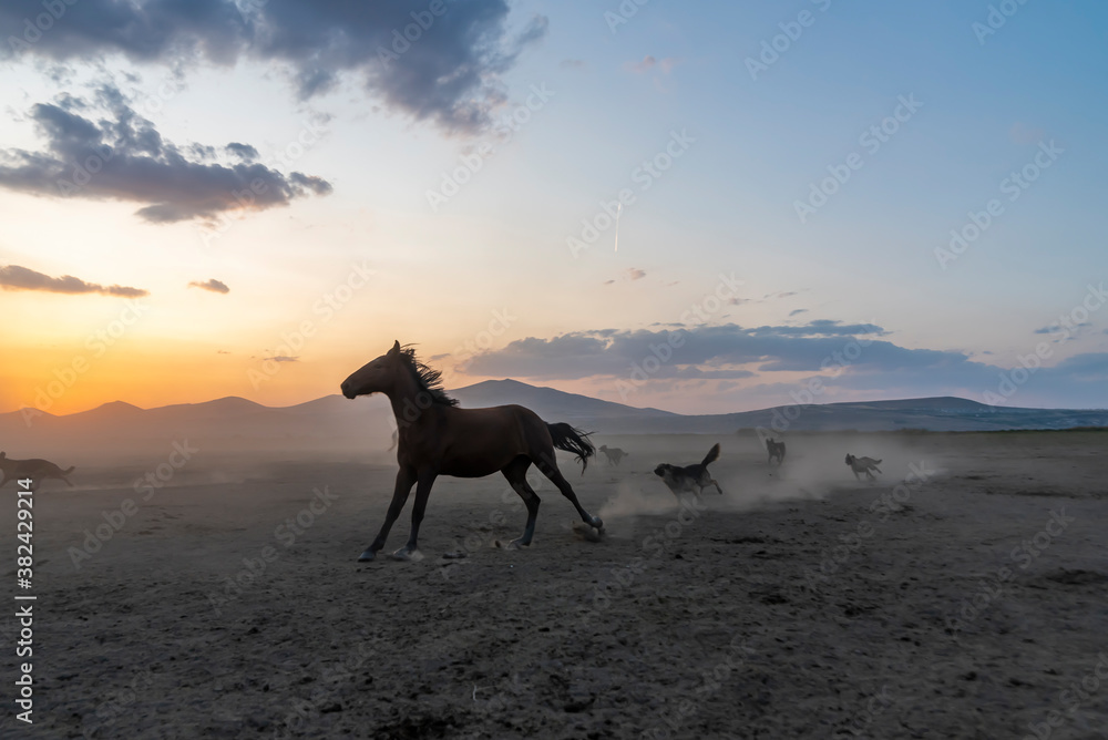 Wild horses run in foggy at sunset. Wild horses are running in dust. Near Hormetci Village, between Cappadocia and Kayseri, Turkey Wild horses run in foggy at sunset. Wild horses are running in dust. Near Hormetci Village, between Cappadocia and Kayseri, Turkey
