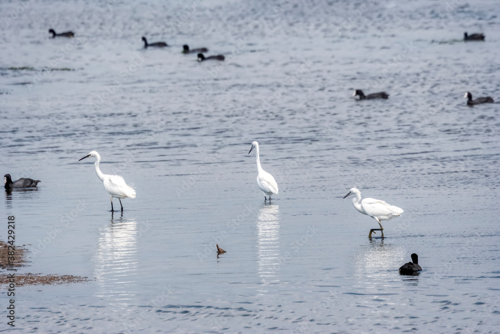 Little egrets and moorhens