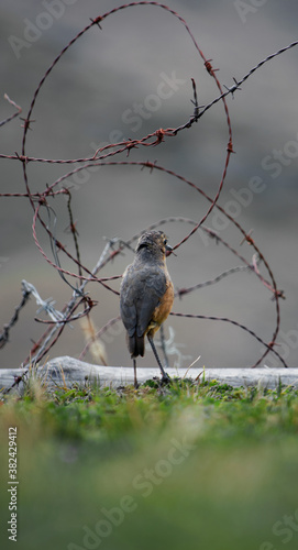 Bird between spikes / Contamination