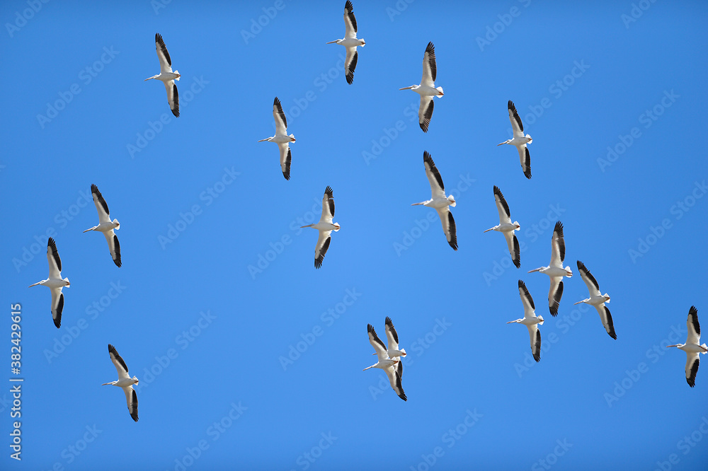 Obraz premium Sea birds flying on a blue sky