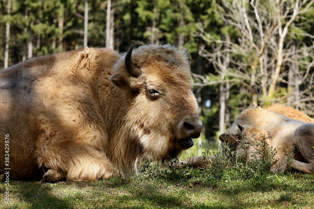Obraz premium Rare white buffalo head detail 