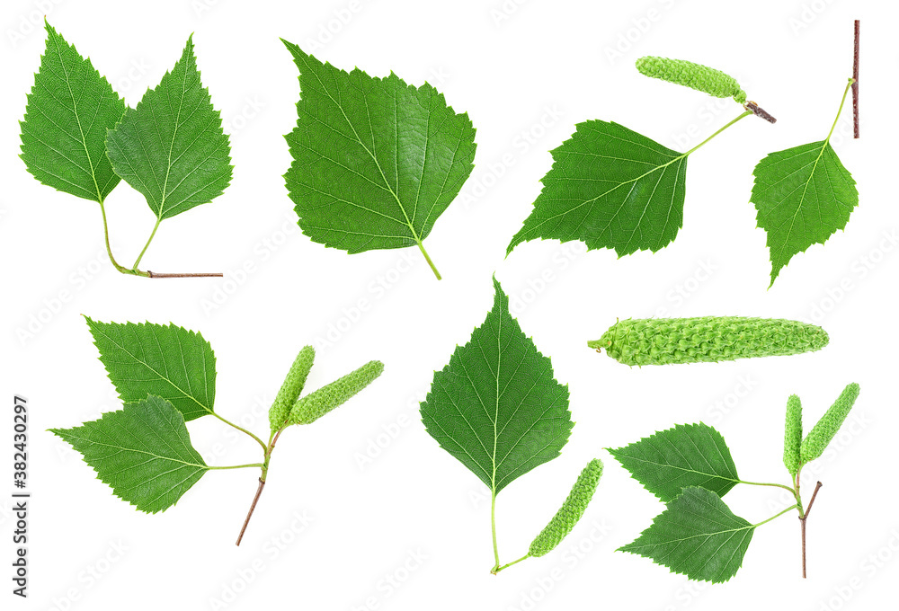 Set of birch tree green leaves and seeds isolated on a white background. Collection of images. Set of birch tree green leaves and seeds isolated on a white background. Collection of images.