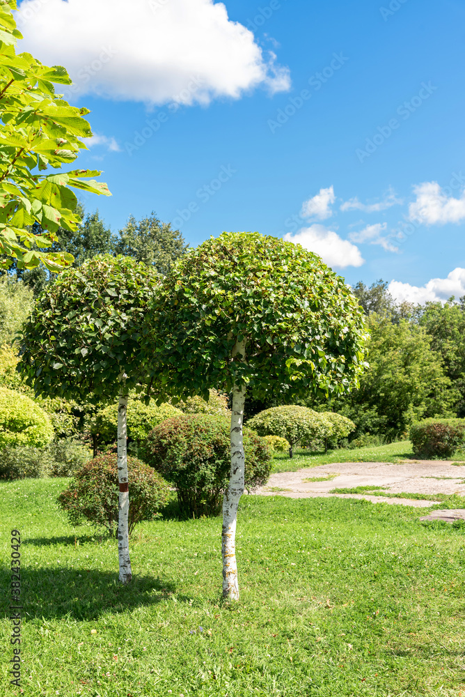 Young decorative trimmed birch trees growing on lush green lawn in picturesque city garden with different fresh plants under blue sky with white clouds on sunny day. Young decorative trimmed birch trees growing on lush green lawn in picturesque city garden with different fresh plants under blue sky with white clouds on sunny day.