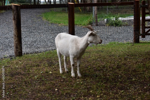 Wild Irish Goat