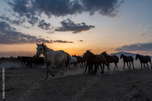 Wild horses run in foggy at sunset. Wild horses are running in dust. Near Hormetci Village  between Cappadocia and Kayseri  Turkey