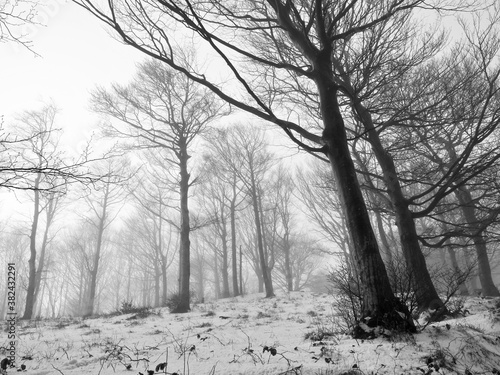 Wallpaper Mural Bosco invernale Torontodigital.ca