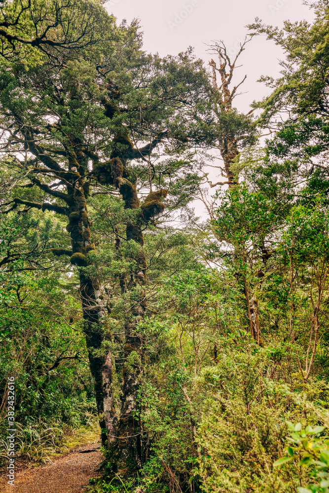 Obraz premium Footpath in forest of Tongariro National Park