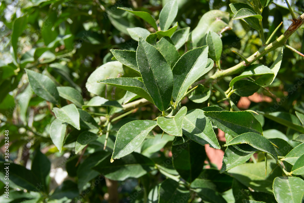 Hojas de laurel Hojas de laurel
