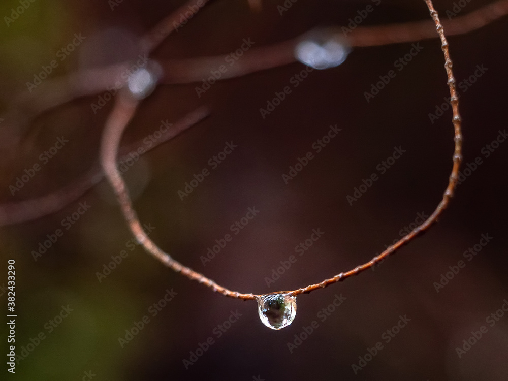 Fototapeta premium small raindrops in the forest in autumn
