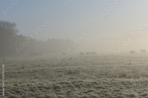Livestock at Frozen Foggy Irish Countryside