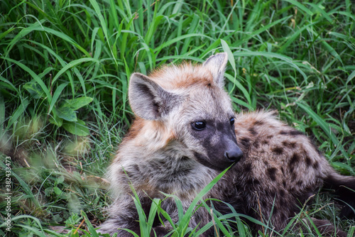 A Spotted hyena cub (Crocuta crocuta) alone laying on the grass, in Kruger National Park, South Africa.