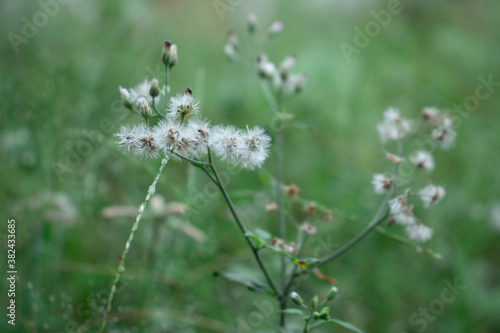 Grass flowers whose fine thread-like fur