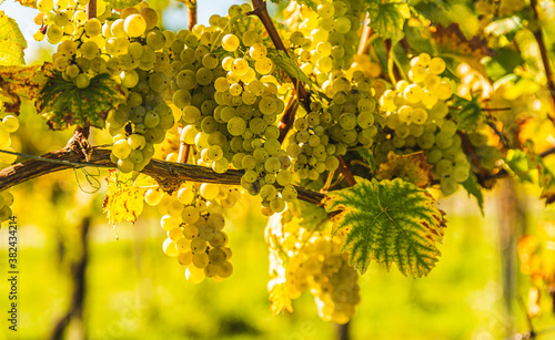 White grapes with green leaves on the vine. fresh fruits. Harvest time early Autumn.