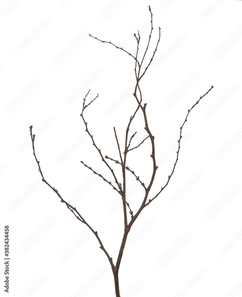 Fototapeta premium Forest tree, bare branches isolated on white background with clipping path