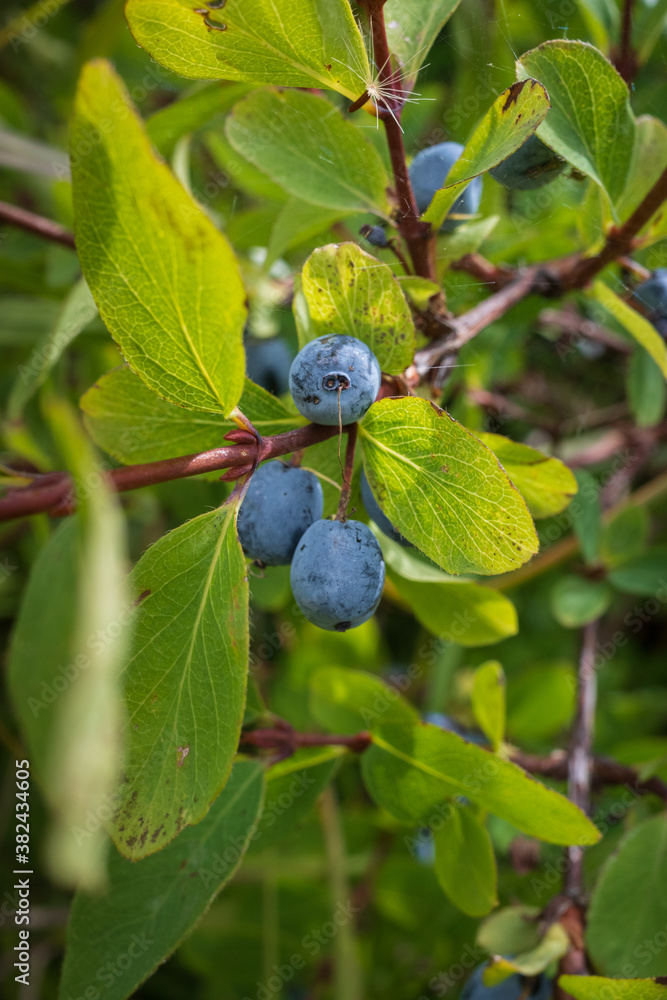 blueberries on a branch